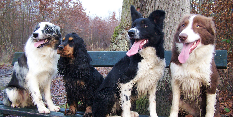 Complicite Canine 87 (Haute Vienne) | Pension - Education - Troupeau