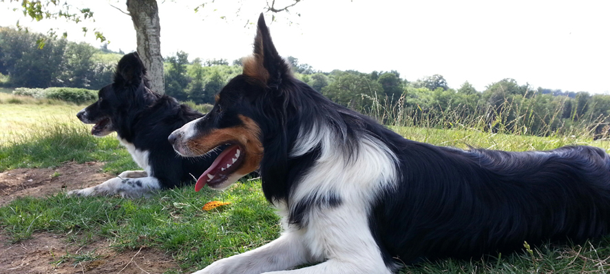 Complicite Canine 87 (Haute Vienne) | Contact