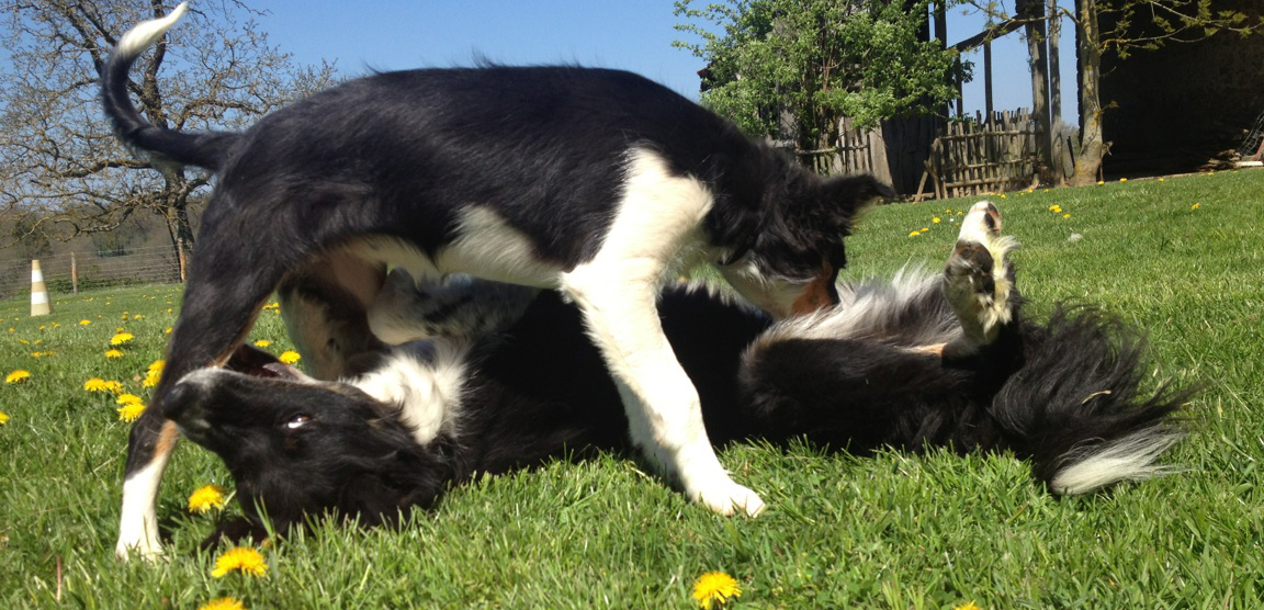 Complicite Canine 87 (Haute Vienne) | Tarifs Pension - Education - Troupeau