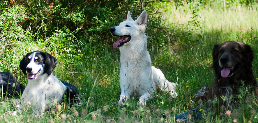 Complicite Canine 87 | Education Canine