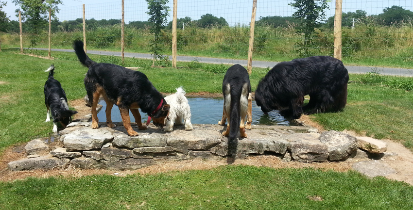 Complicite Canine 87 (Haute Vienne) - Pension Canine
