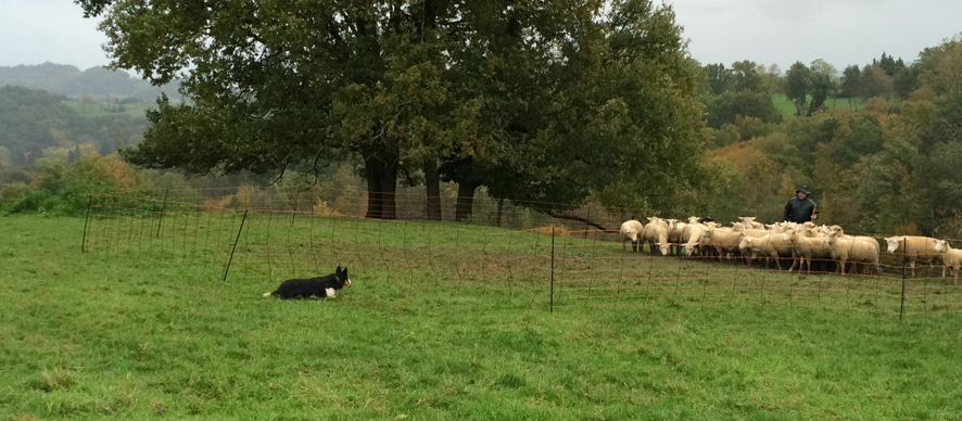 Complicite Canine 87 (Haute Vienne) | Troupeau